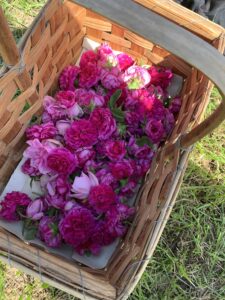 Récolte de roses à distiller