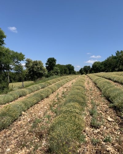Champs cultivés d'immortelle bio