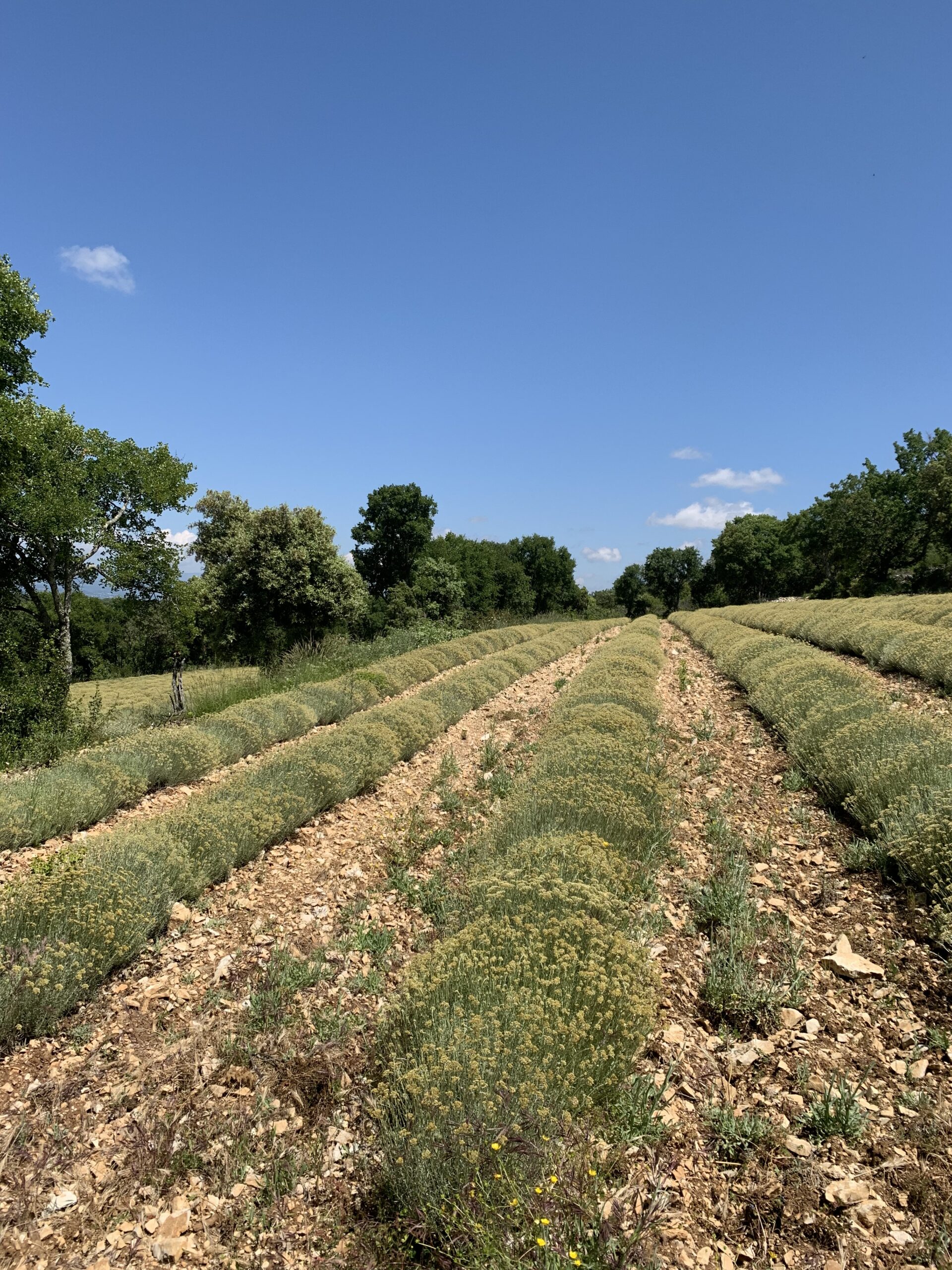 Champs cultivés d'immortelle bio
